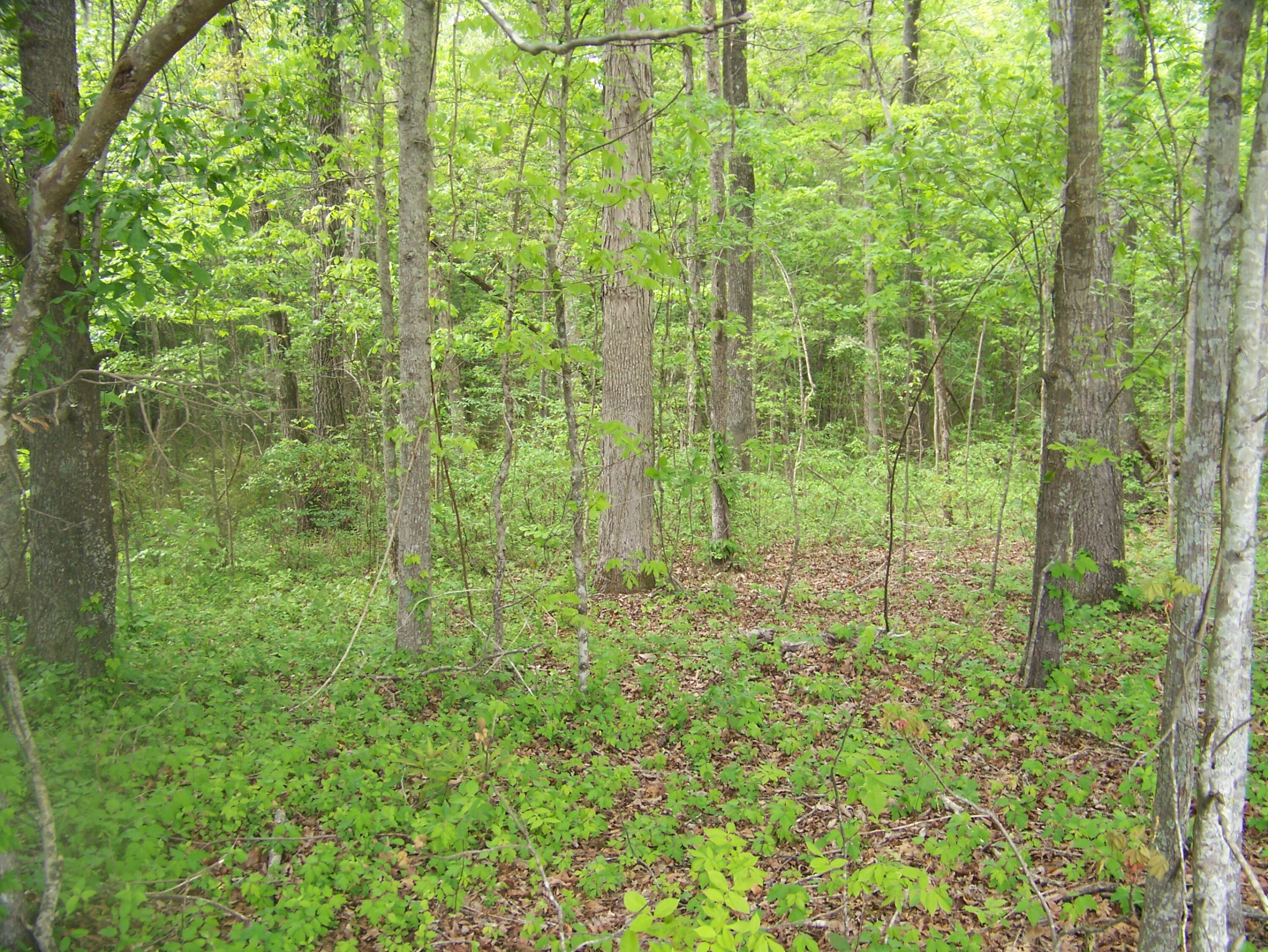 0 Heins Road Greeleyville, SC 29056 - Photo 16 of 21 100_1214