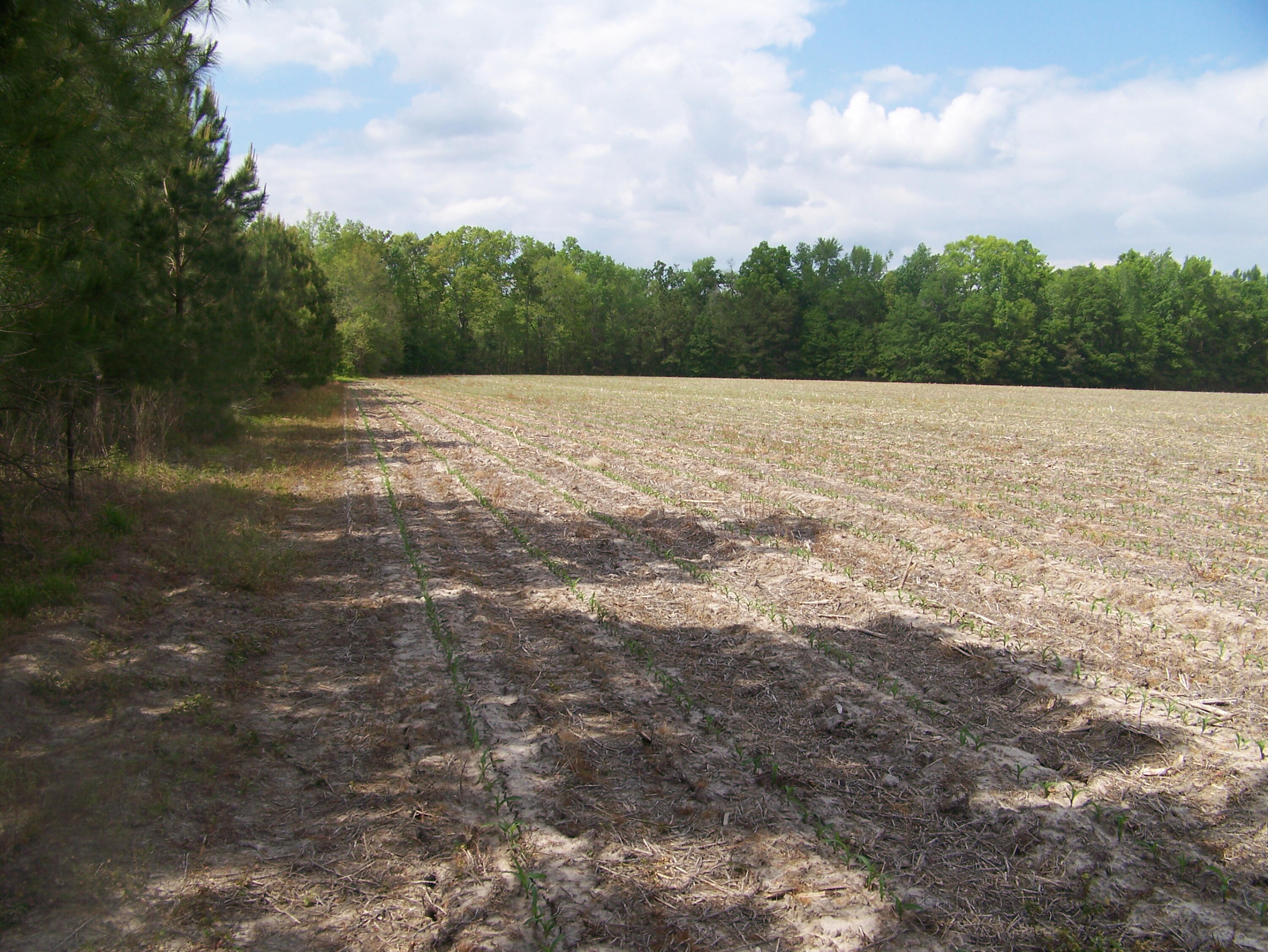 0 Heins Road Greeleyville, SC 29056 - Photo 17 of 21 100_1217