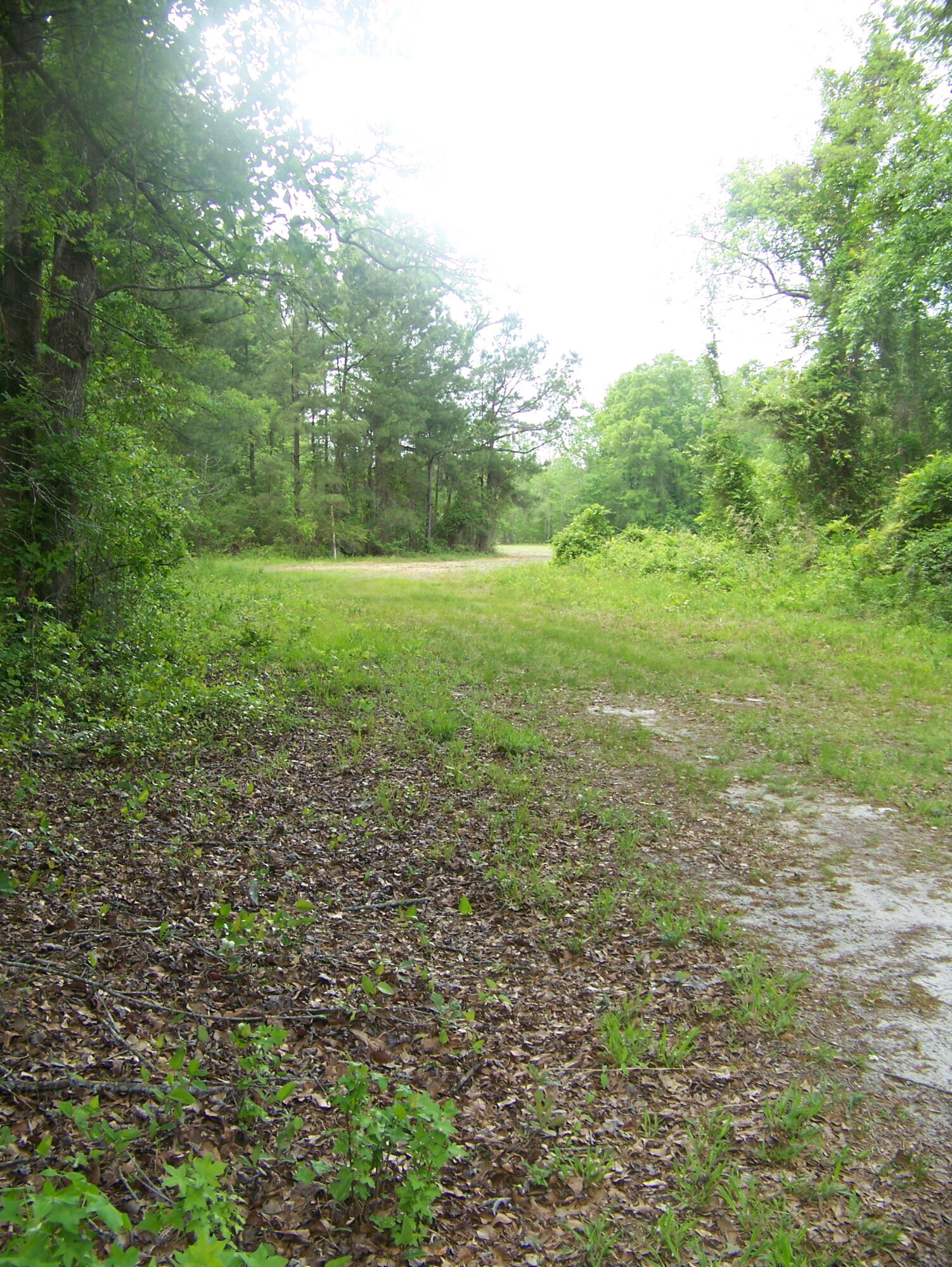0 Heins Road Greeleyville, SC 29056 - Photo 18 of 21 100_1220