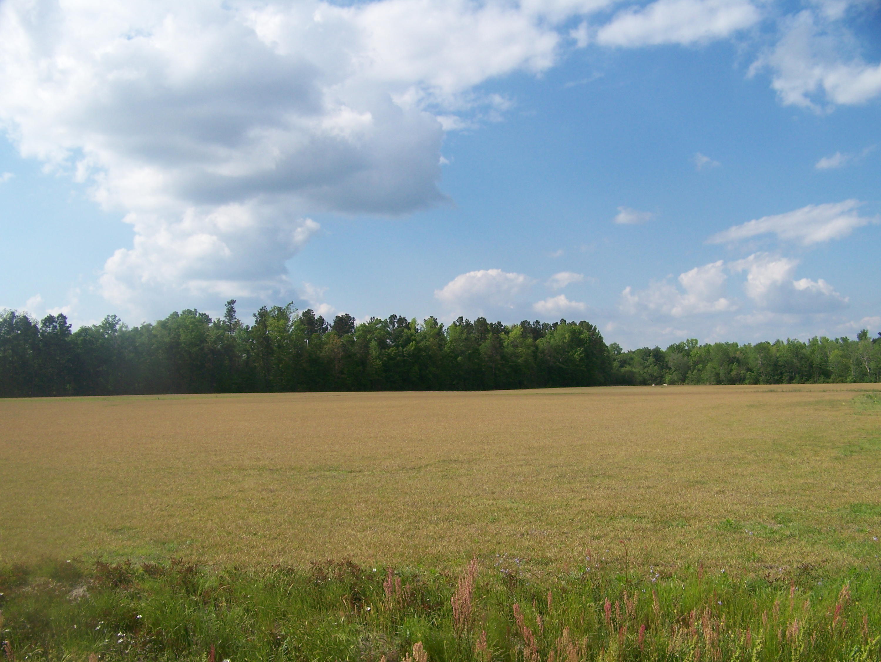 0 Heins Road Greeleyville, SC 29056 - Photo 20 of 21 100_1223