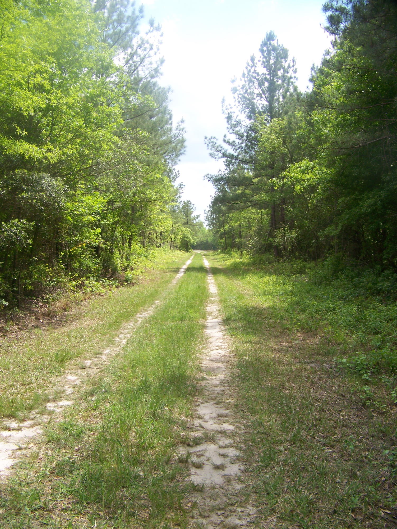 0 Heins Road Greeleyville, SC 29056 - Photo 3 of 21 100_1191