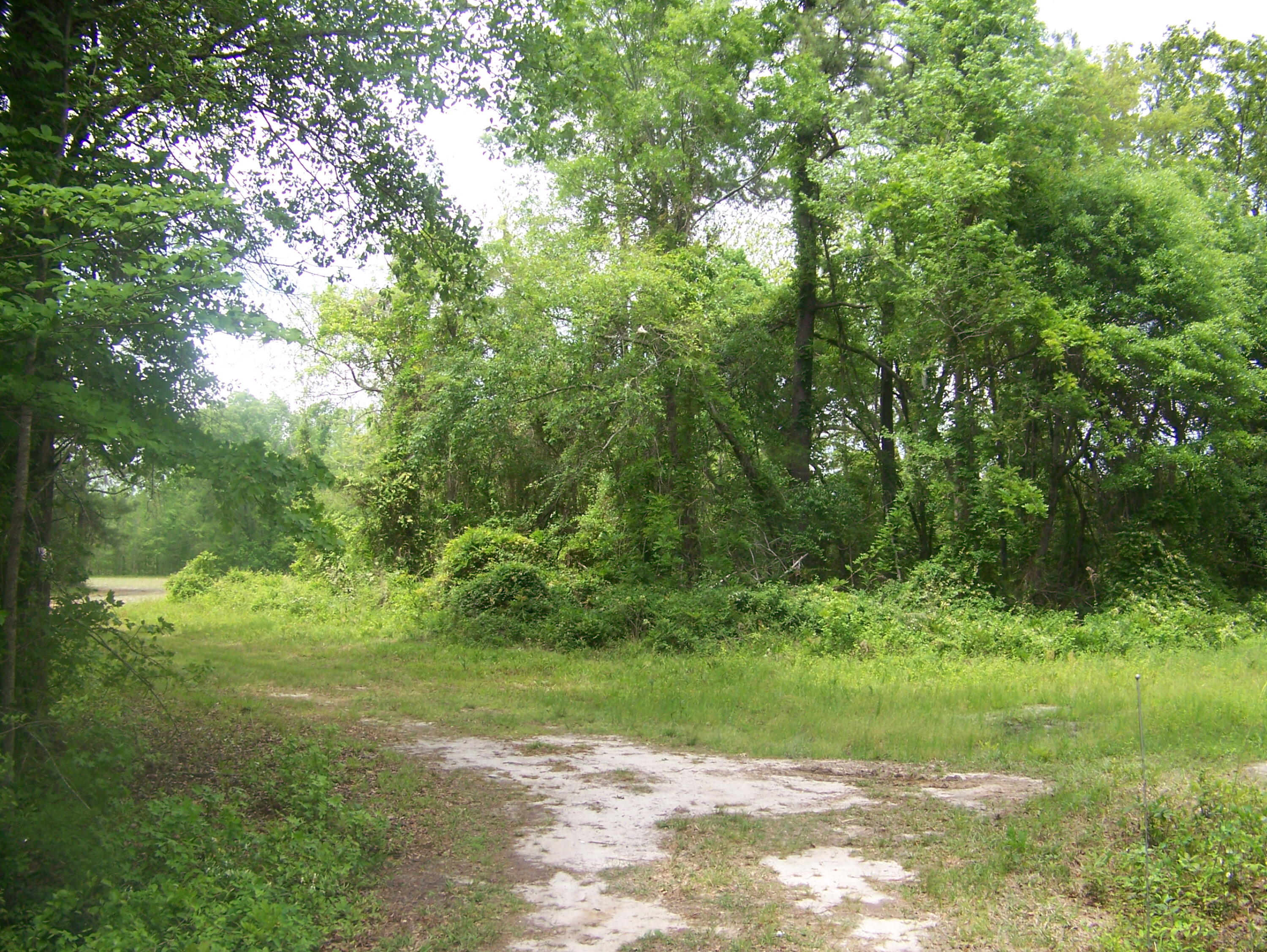 0 Heins Road Greeleyville, SC 29056 - Photo 4 of 21 100_1193