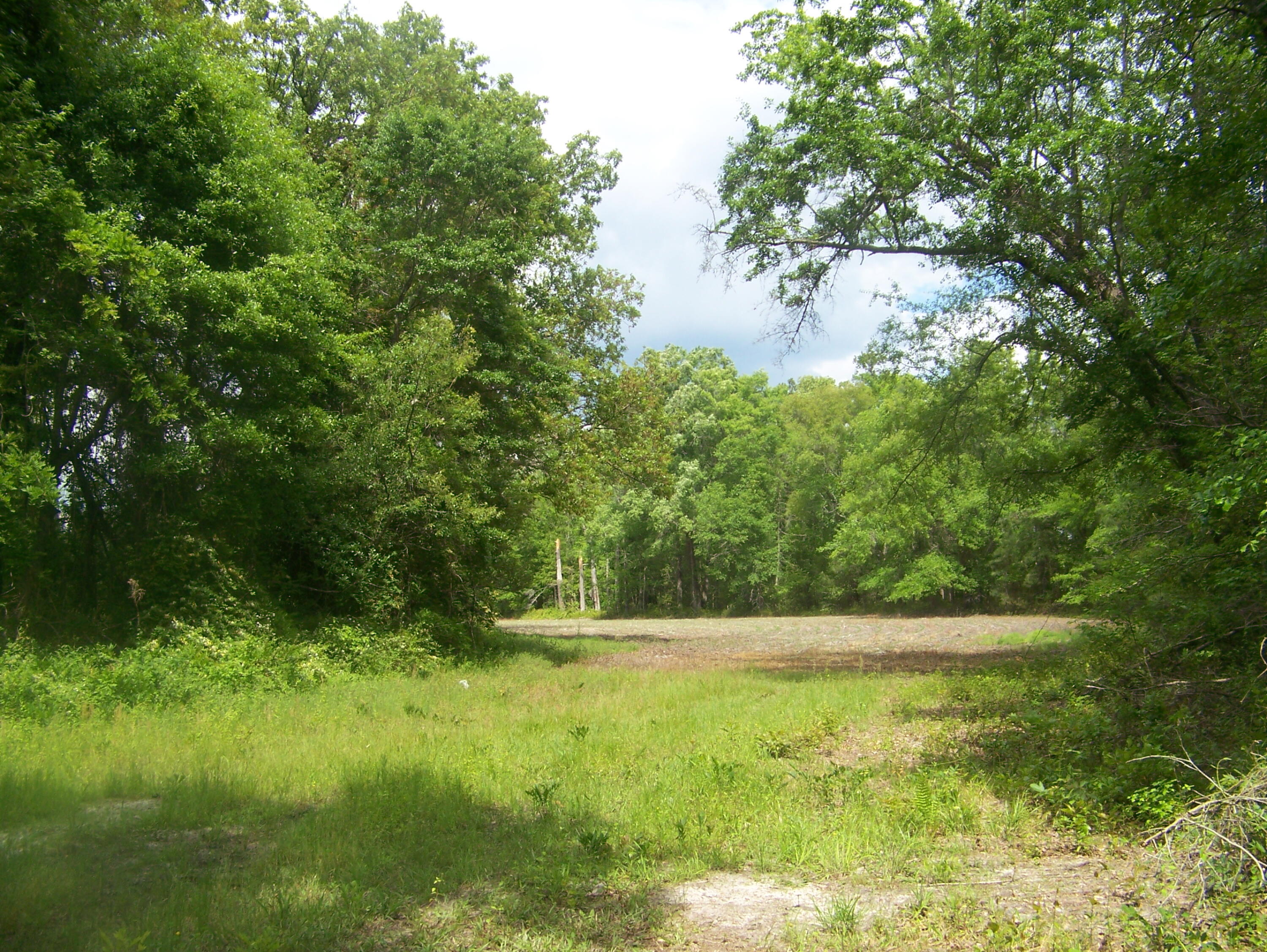 0 Heins Road Greeleyville, SC 29056 - Photo 5 of 21 100_1194