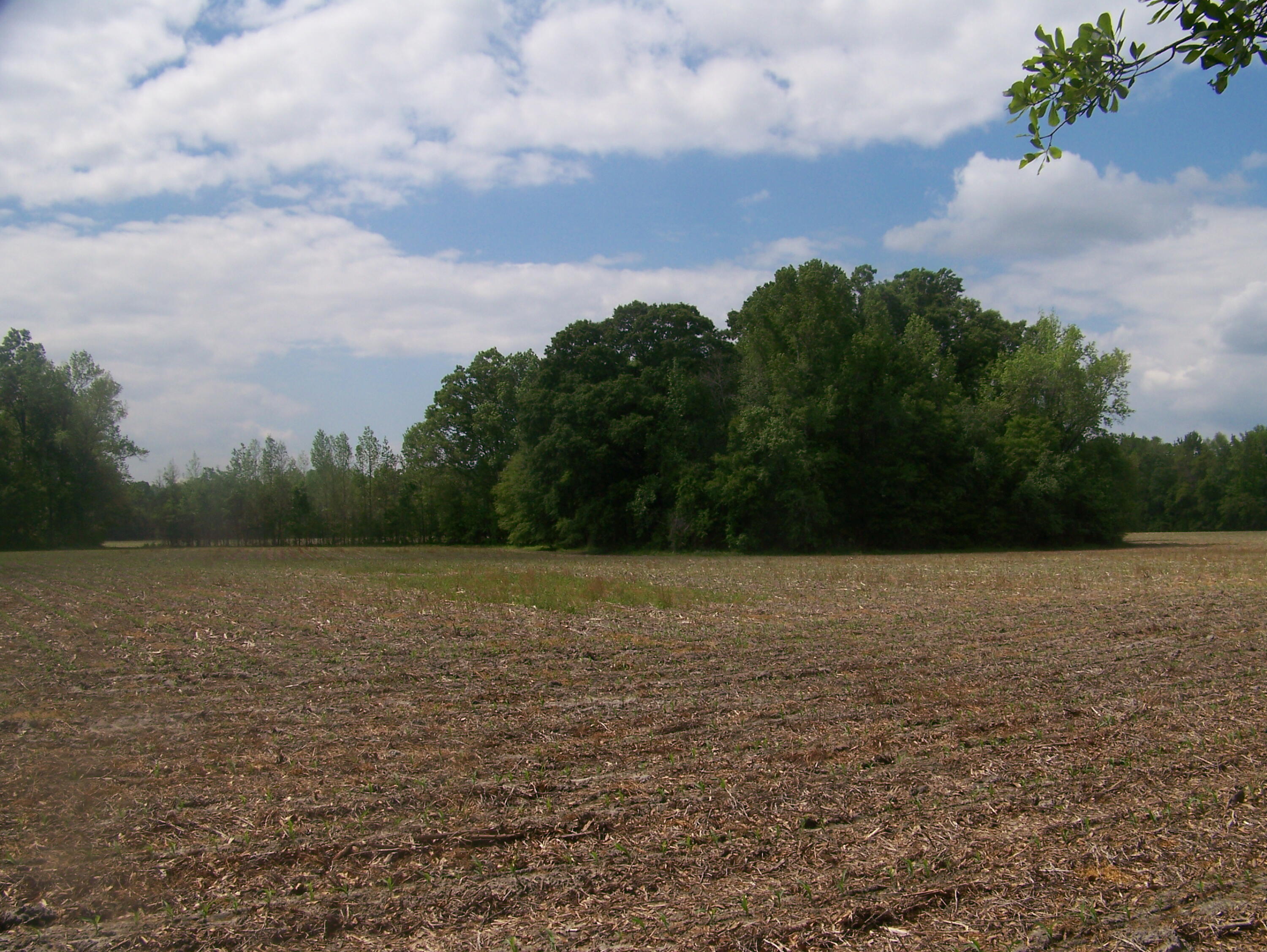 0 Heins Road Greeleyville, SC 29056 - Photo 6 of 21 100_1196