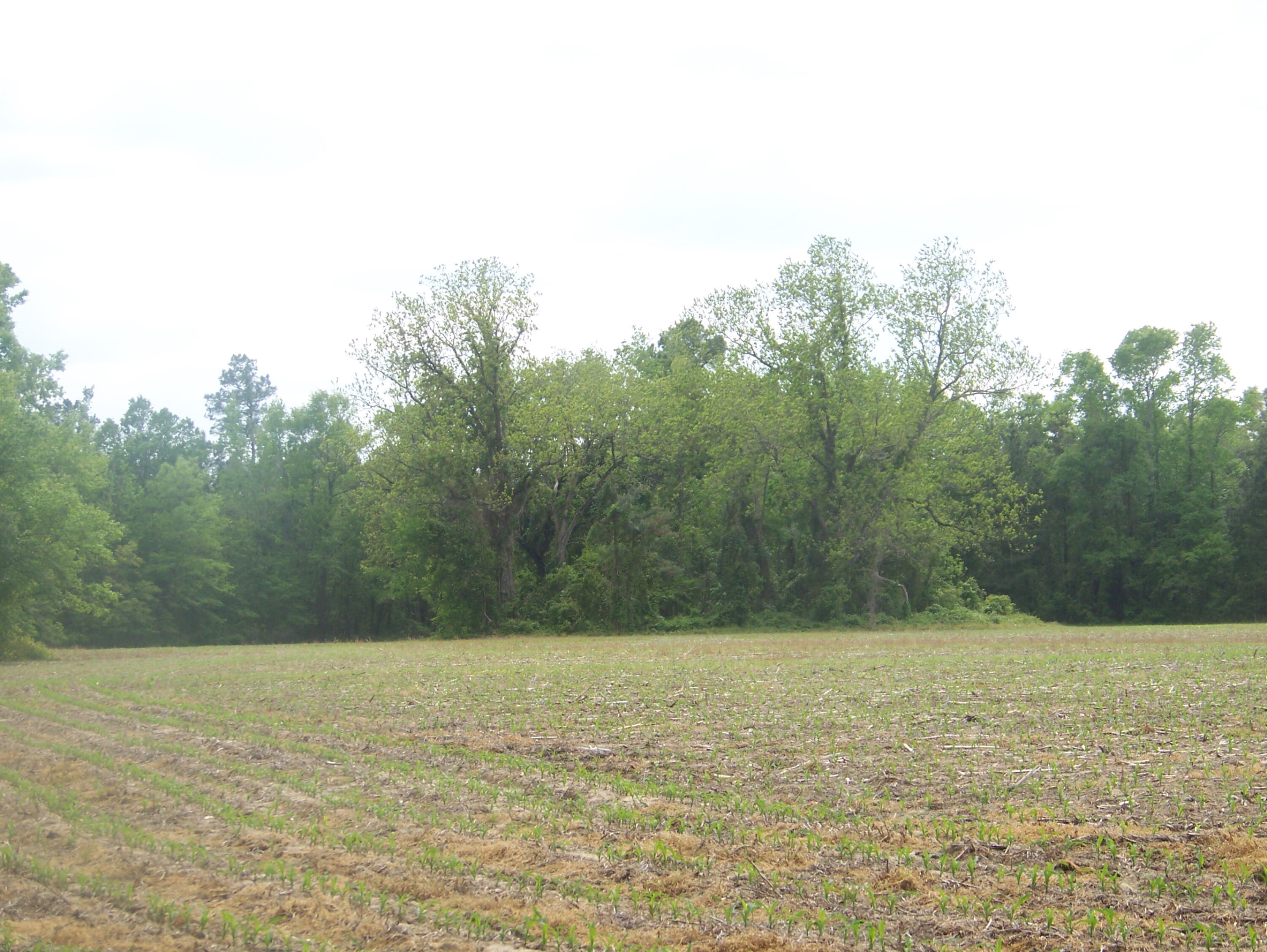 0 Heins Road Greeleyville, SC 29056 - Photo 8 of 21 100_1200