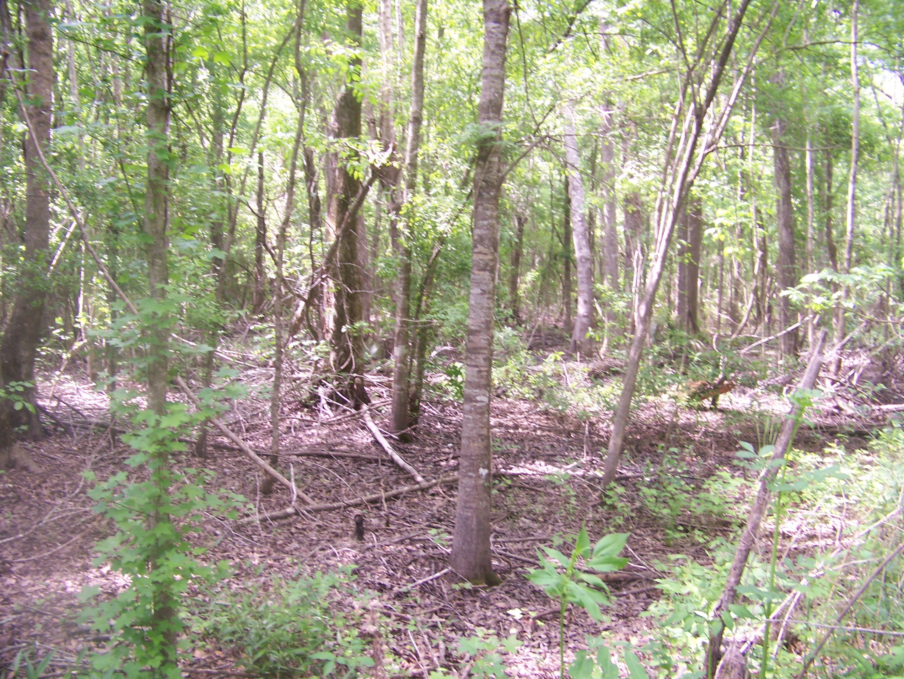0 Heins Road Greeleyville, SC 29056 - Photo 10 of 21 100_1202