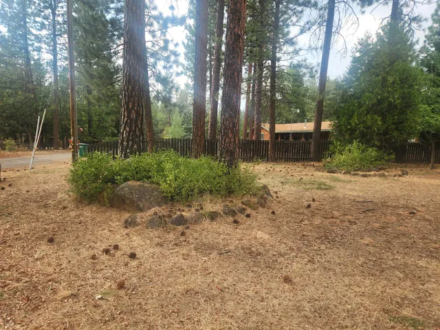 a view of backyard with trees