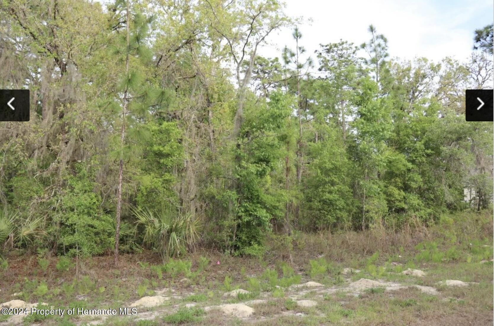 0 Crane Weeki Wachee, FL 34614 - Photo 2 of 4 a view of a forest with a house in the background