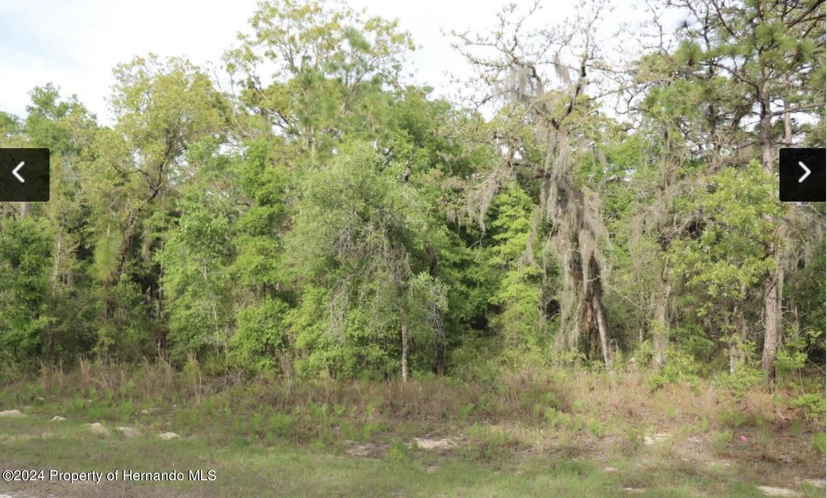 0 Crane Weeki Wachee, FL 34614 - Photo 3 of 4 a view of a bunch of trees and bushes