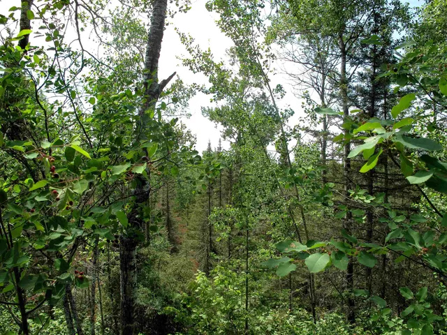 $299,900 | Xxx The Grade, Lutsen, MN 55612