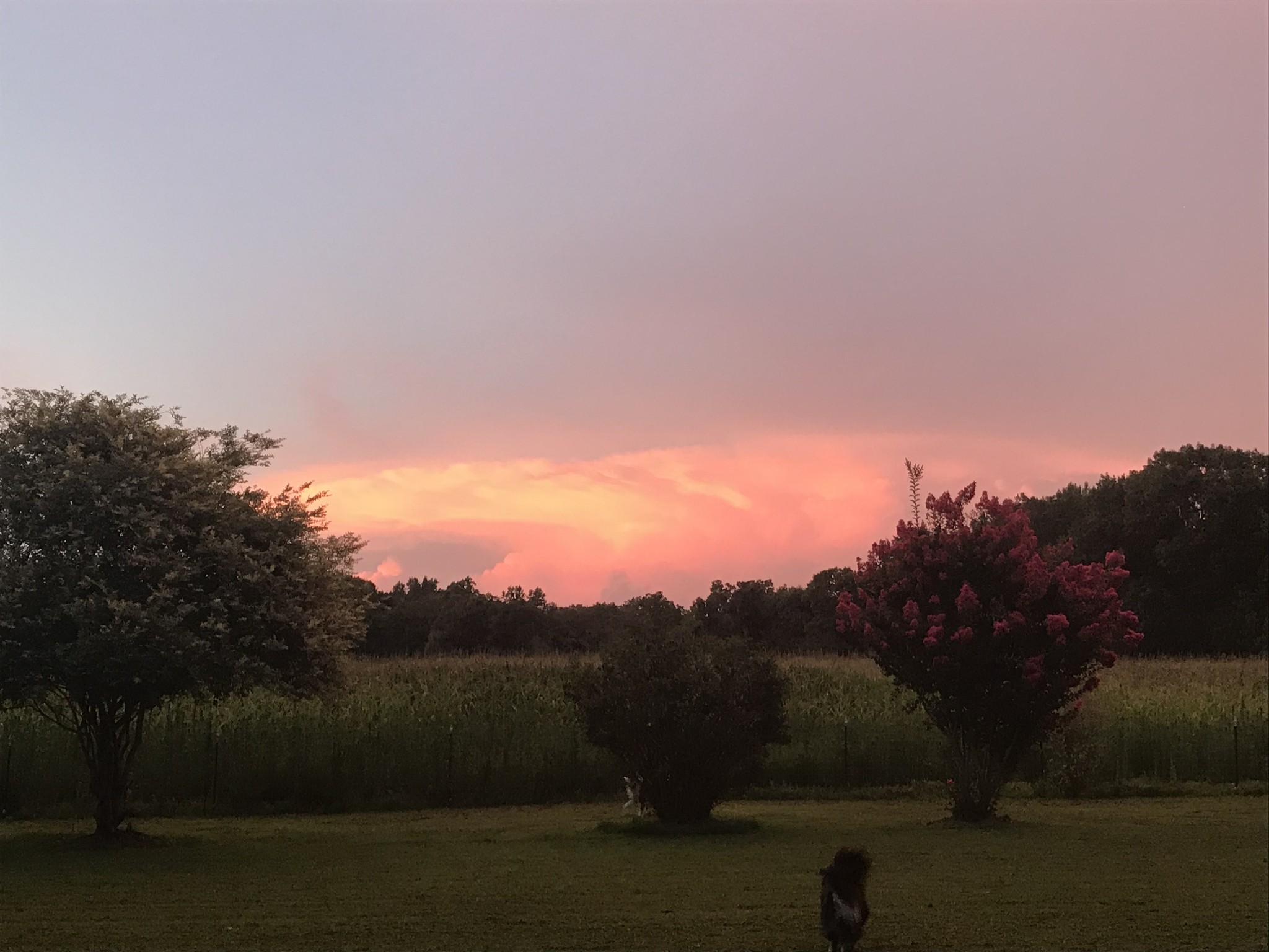 407 McLeary Road Jackson, TN 38305 - Photo 32 of 42 a view of sunset