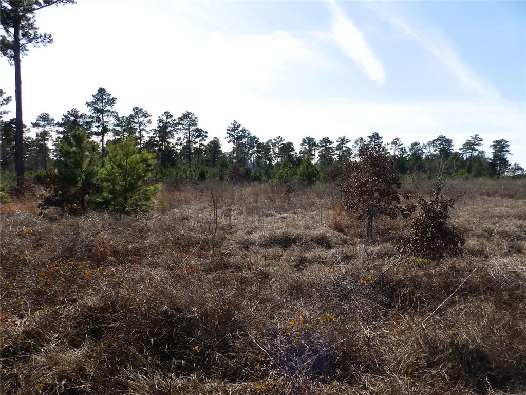 20175 South S Highway Flint, TX 75762 - Photo 28 of 40 a view of a forest with trees in the background
