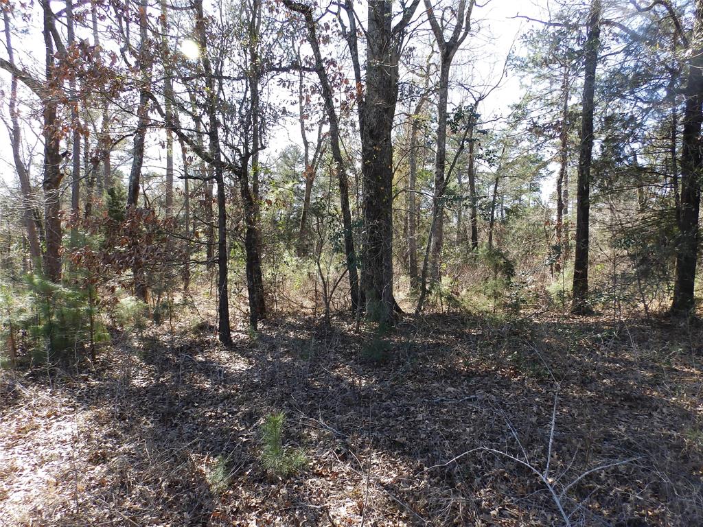 20175 South S Highway Flint, TX 75762 - Photo 34 of 40 a view of a forest with trees