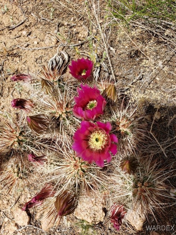 18680 Gunsmoke Road Yucca, AZ 86438 - Photo 25 of 31 Other