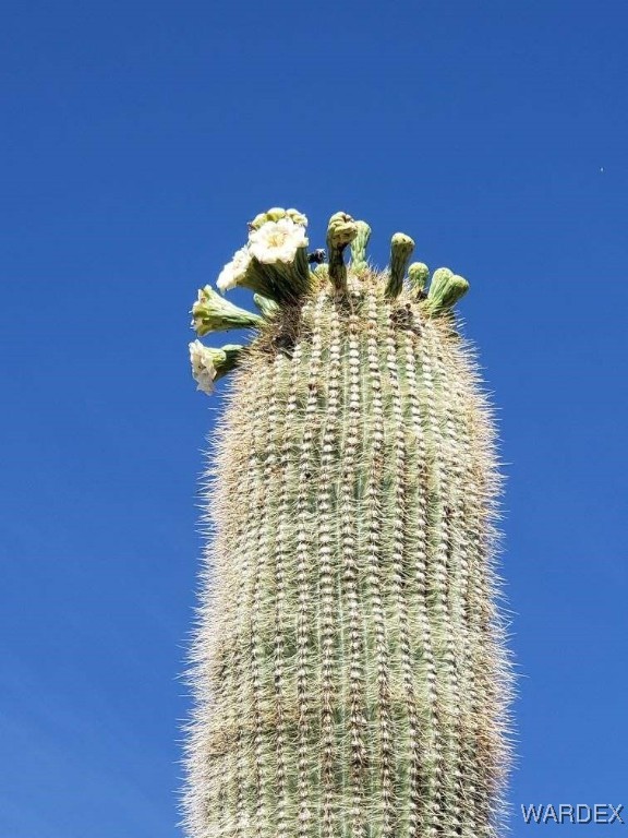 18680 Gunsmoke Road Yucca, AZ 86438 - Photo 30 of 31 Other
