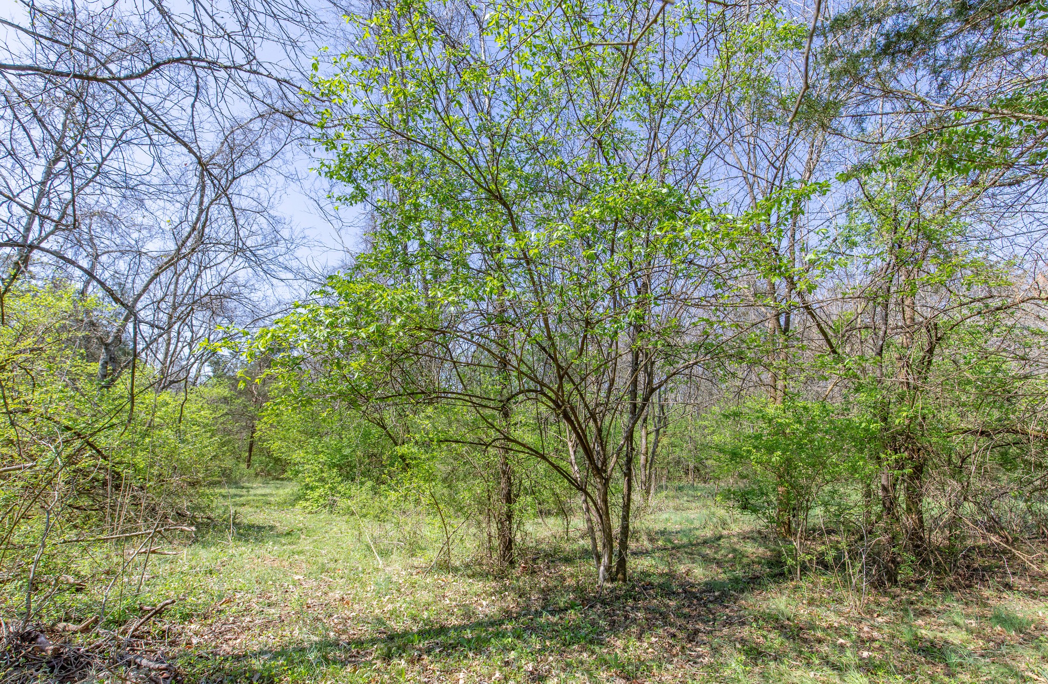 227 Spero Road Goodlettsville, TN 37072 - Photo 22 of 52 Gallery Image 22