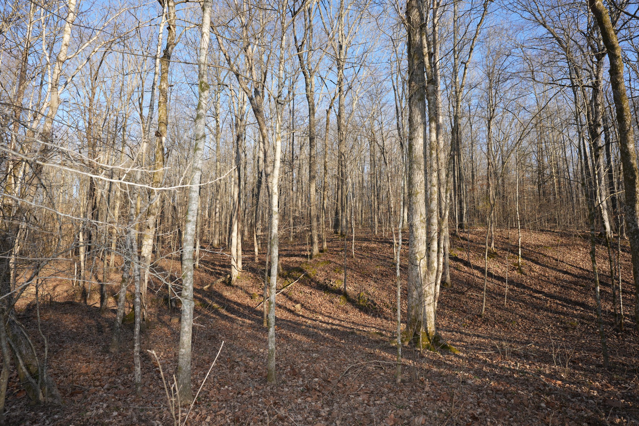 3 John Ross Hollow Road Erin, TN 37061 - Photo 12 of 31