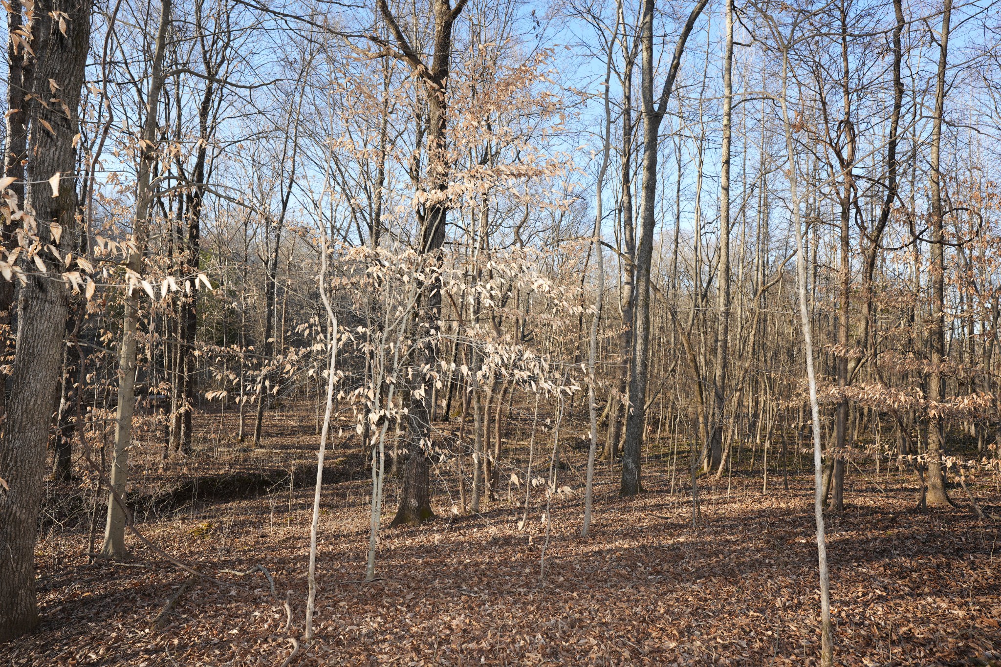 3 John Ross Hollow Road Erin, TN 37061 - Photo 15 of 31
