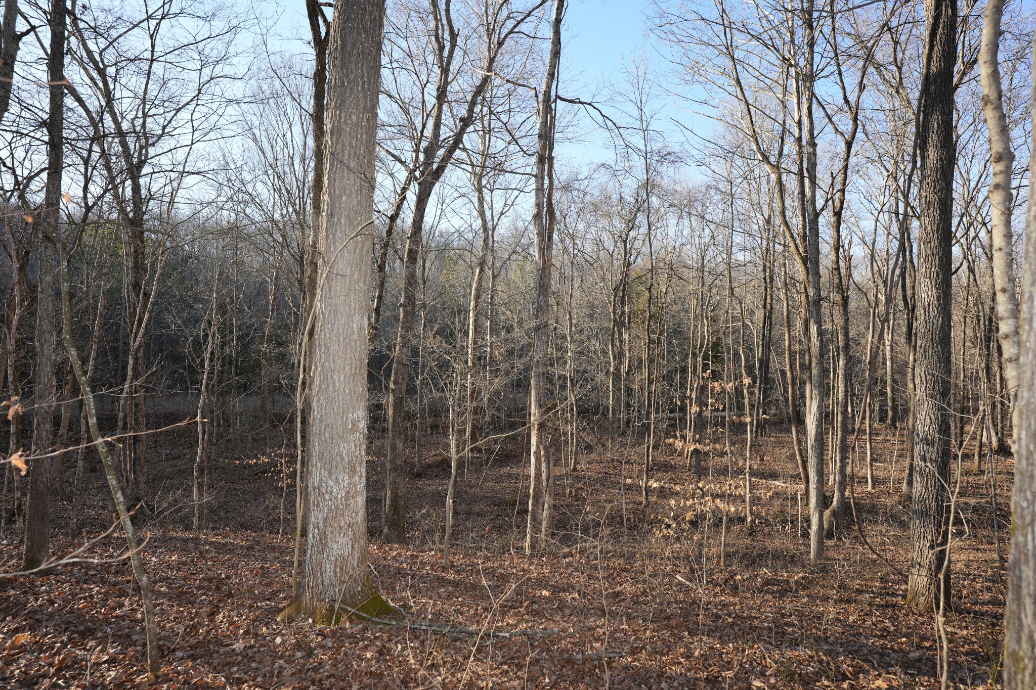 3 John Ross Hollow Road Erin, TN 37061 - Photo 17 of 31