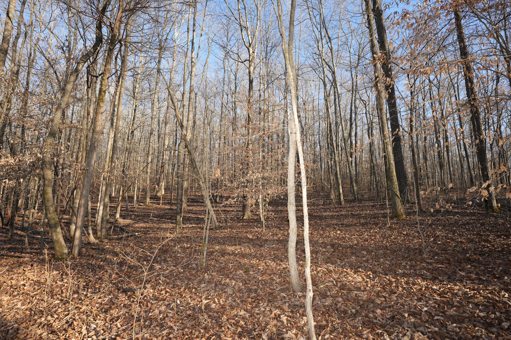 3 John Ross Hollow Road Erin, TN 37061 - Photo 18 of 31