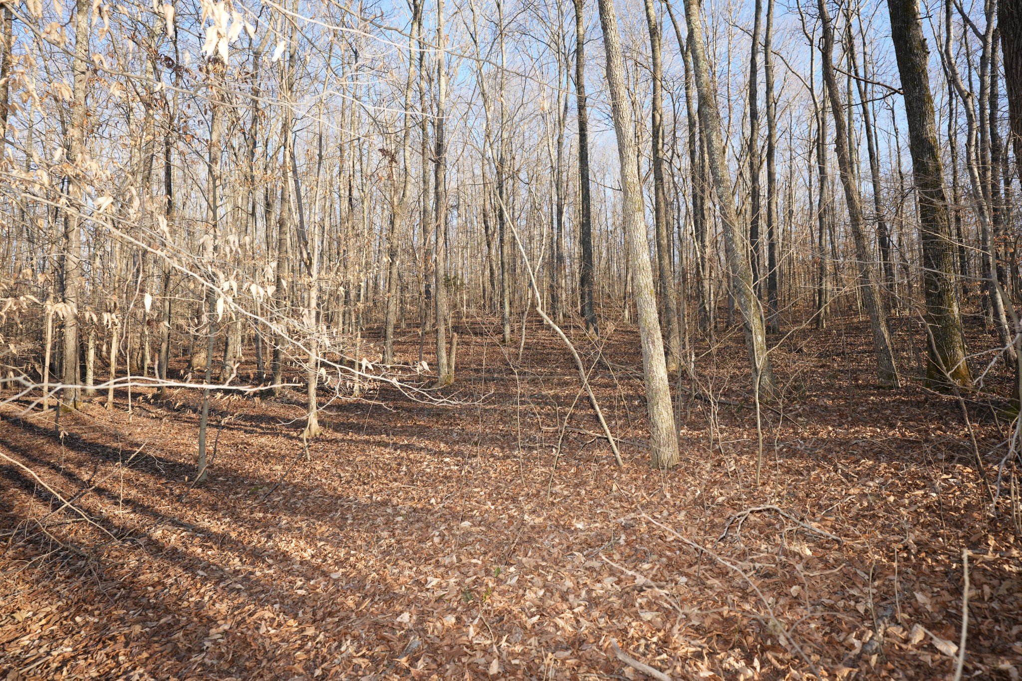 3 John Ross Hollow Road Erin, TN 37061 - Photo 20 of 31