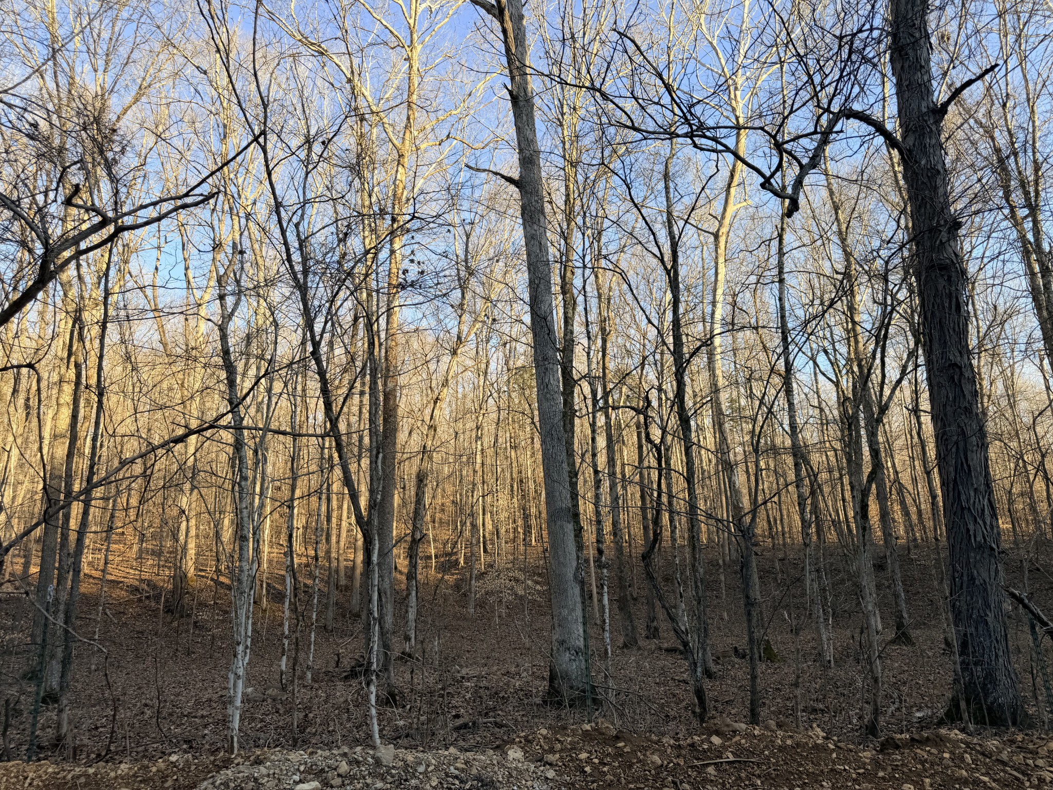 3 John Ross Hollow Road Erin, TN 37061 - Photo 21 of 31