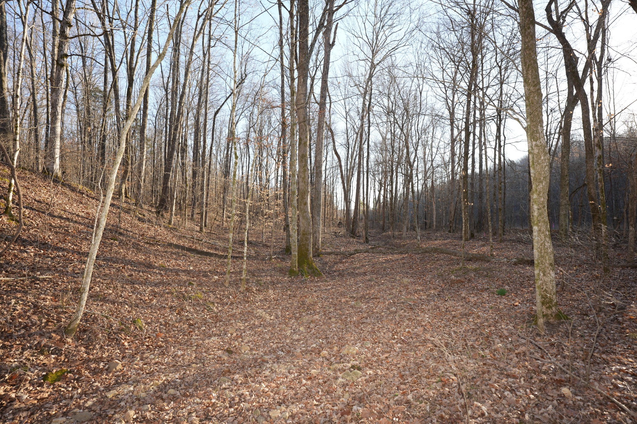 3 John Ross Hollow Road Erin, TN 37061 - Photo 4 of 31