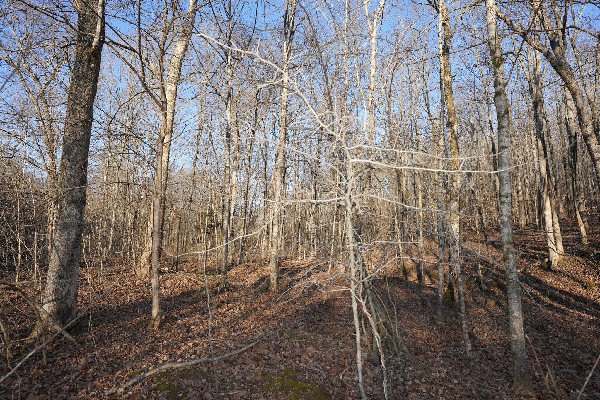 3 John Ross Hollow Road Erin, TN 37061 - Photo 10 of 31