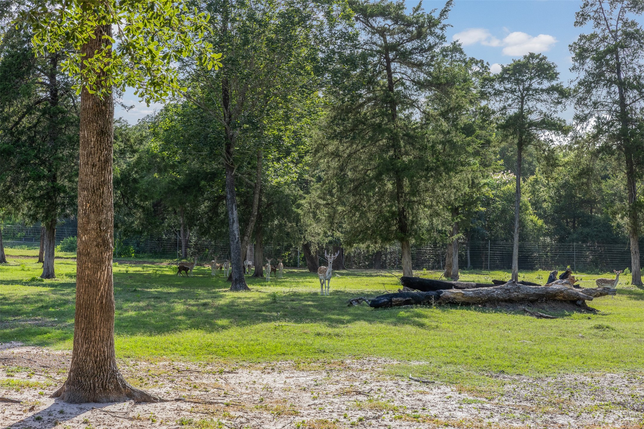 7521 Schoenau Road Brenham, TX 77833 - Photo 39 of 49