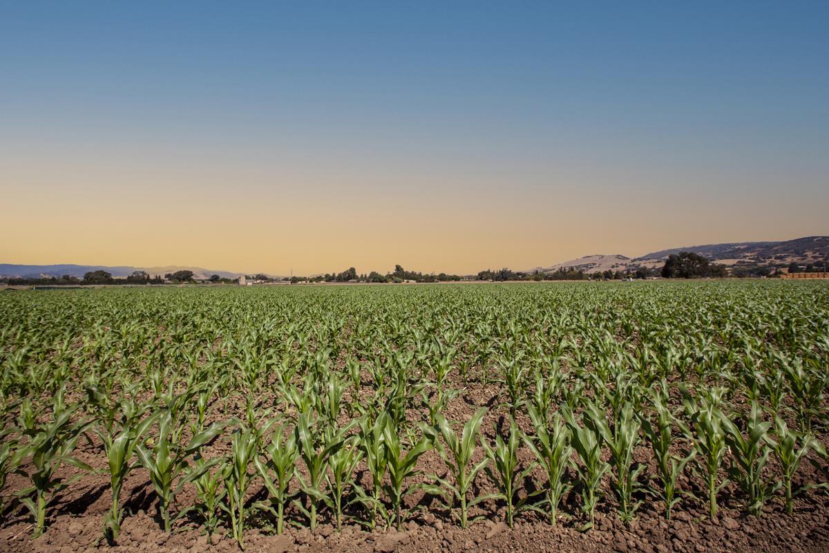 0 Crews Road Gilroy, CA 95020 - Photo 5 of 10 a view of a large green field