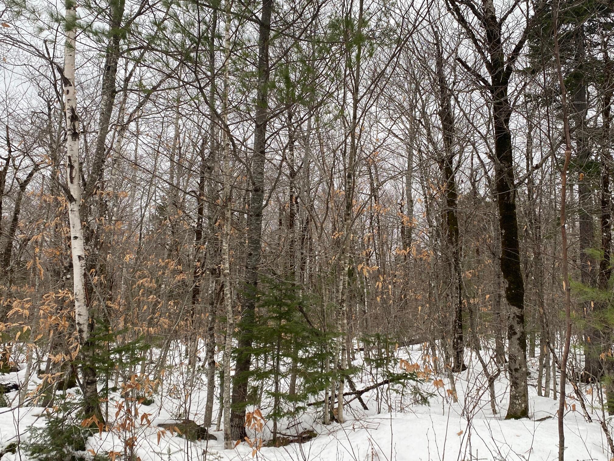 7-6 Elliotsville Road Guilford, ME 04443 - Photo 1 of 15 IMG_1989