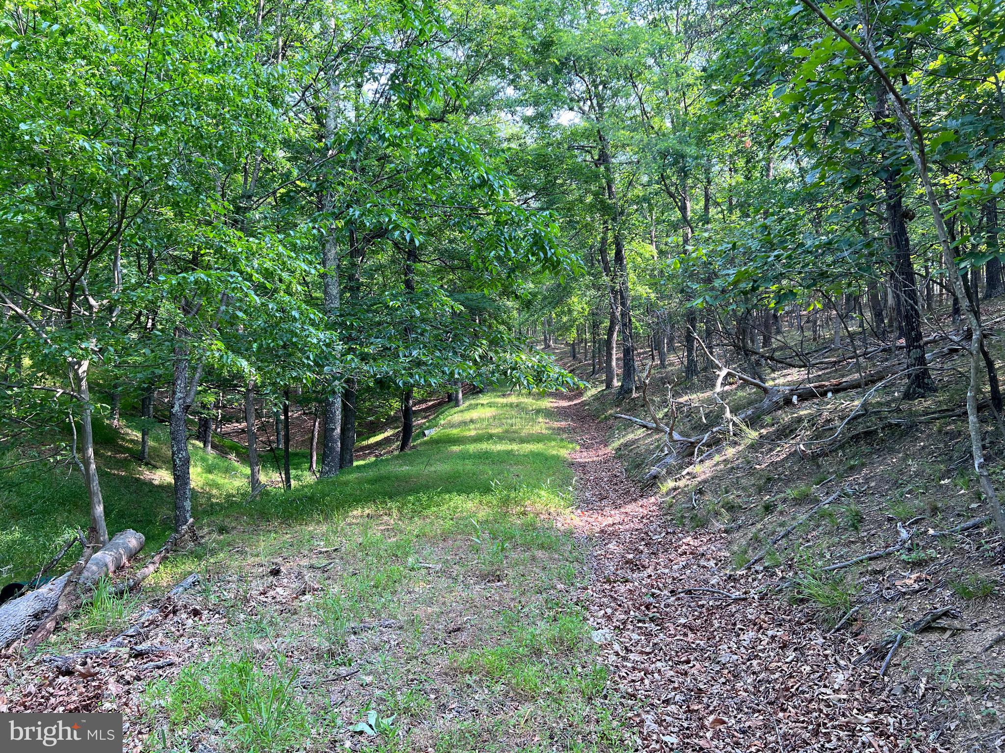 Luther Michael Road Berkeley Springs, WV 25411 - Photo 6 of 30 DRIVEWAY