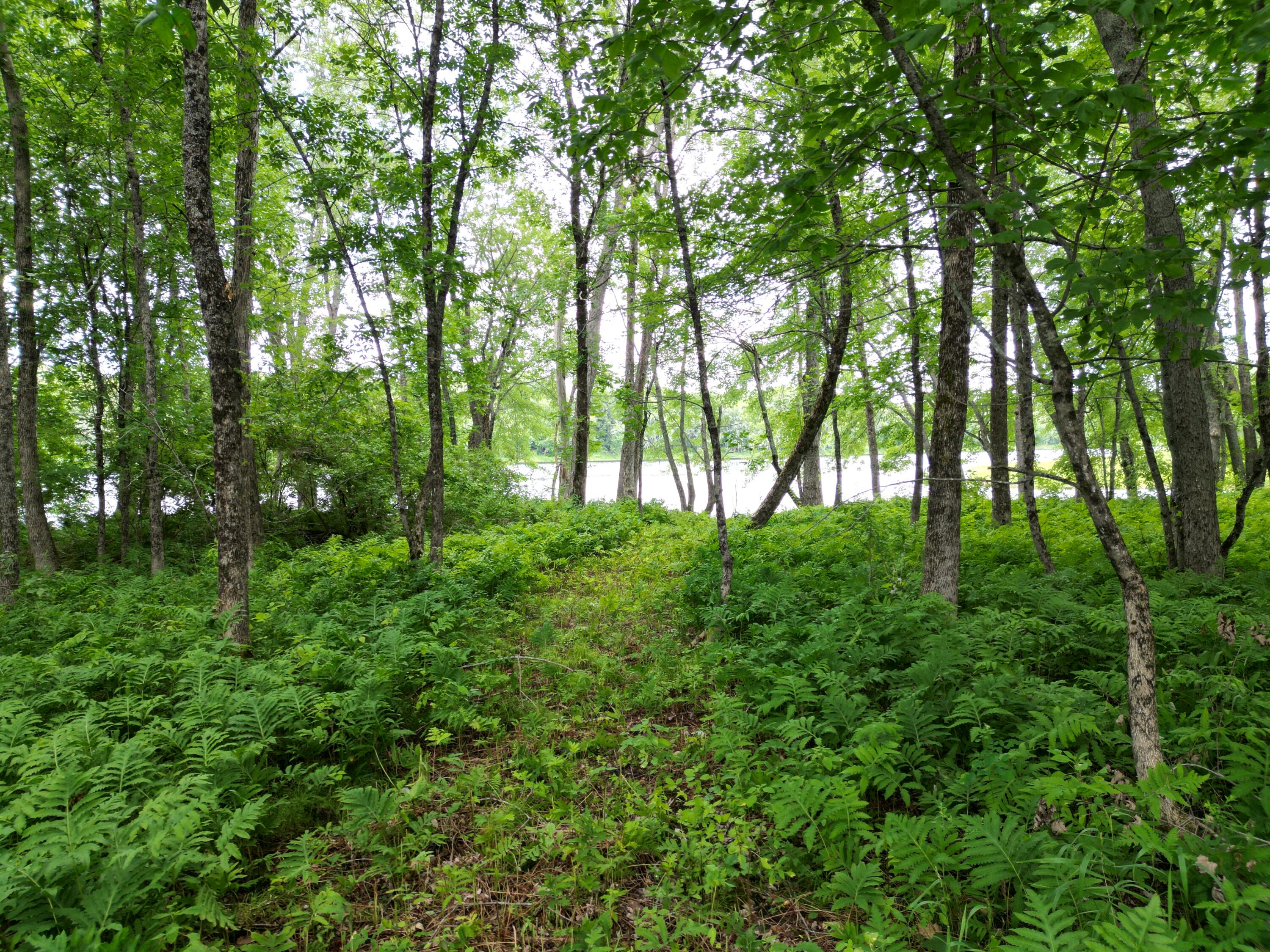 Lot 19 North Chester Road Lincoln, ME 04457 - Photo 7 of 17 DJI_0004