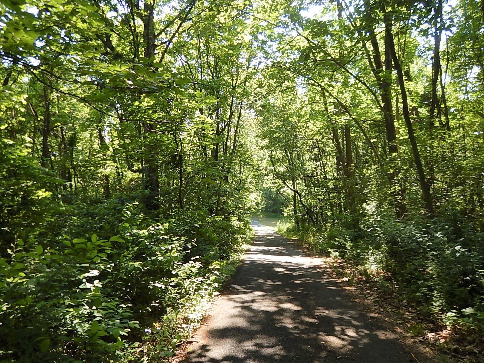 161 Smoky Row Road Staunton, VA 24401 - Photo 24 of 25 a view of a tree