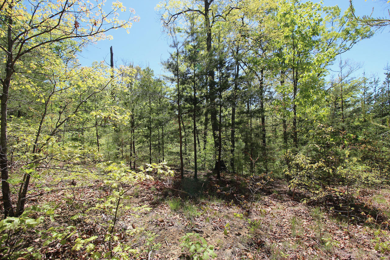 Lot 128 Bluff Mountain Road Sevierville, TN 37862 - Photo 4 of 15 93E120D4-6D72-411A-9E0E-37686EA9B175