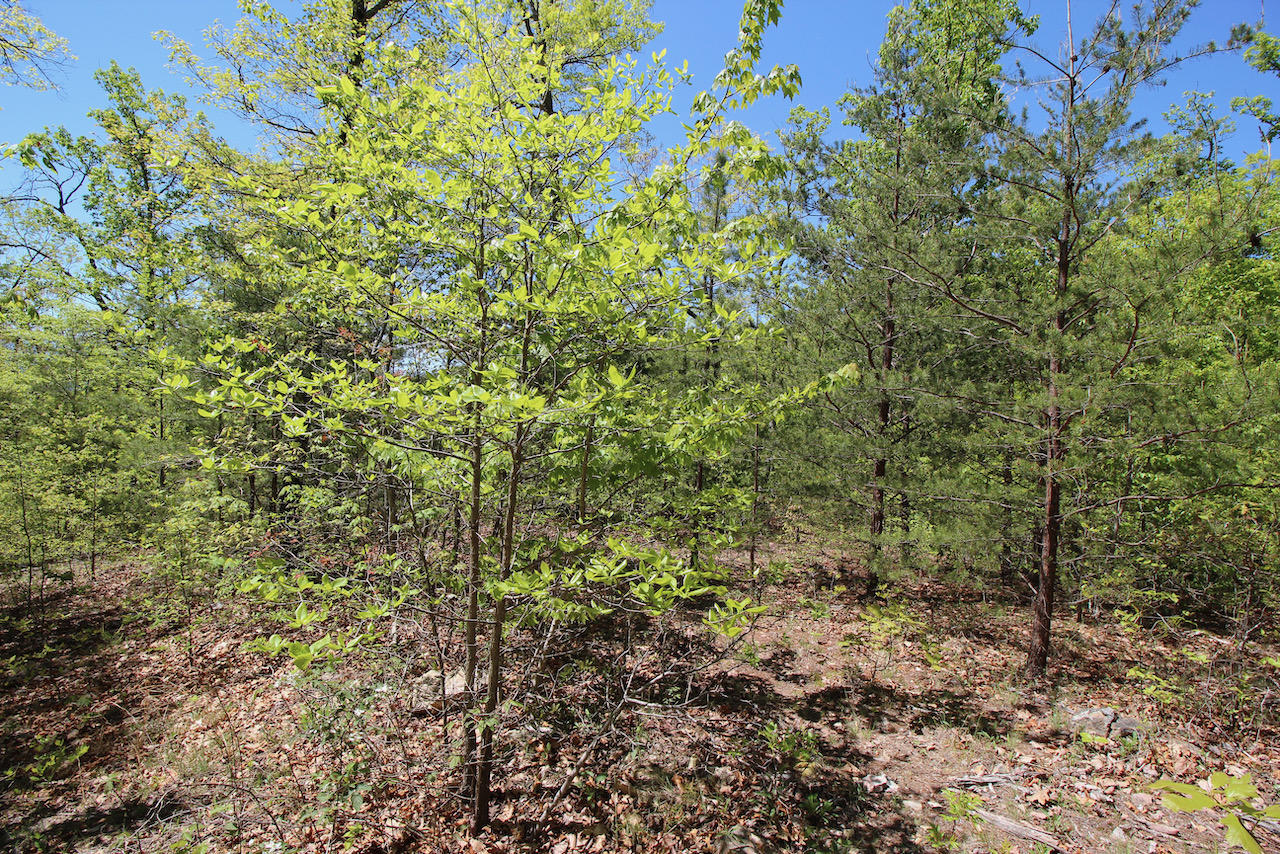 Lot 128 Bluff Mountain Road Sevierville, TN 37862 - Photo 5 of 15 4CD2B73C-377D-484E-A676-2311C0ECF717