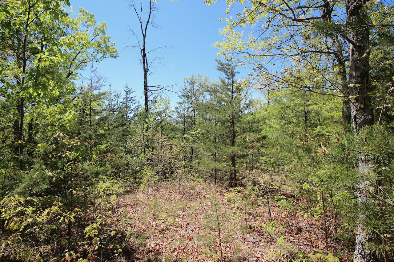 Lot 128 Bluff Mountain Road Sevierville, TN 37862 - Photo 6 of 15 F4DB52F5-3E08-4089-B6CB-021BFB2713B7