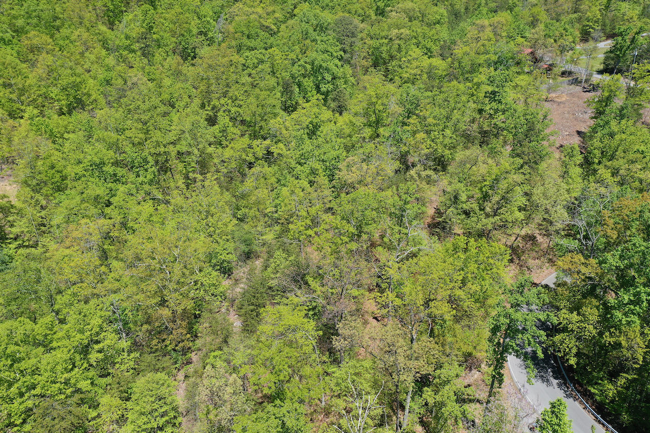 Lot 128 Bluff Mountain Road Sevierville, TN 37862 - Photo 9 of 15 2C6FA67E-0B90-47AD-956B-B983637B506D