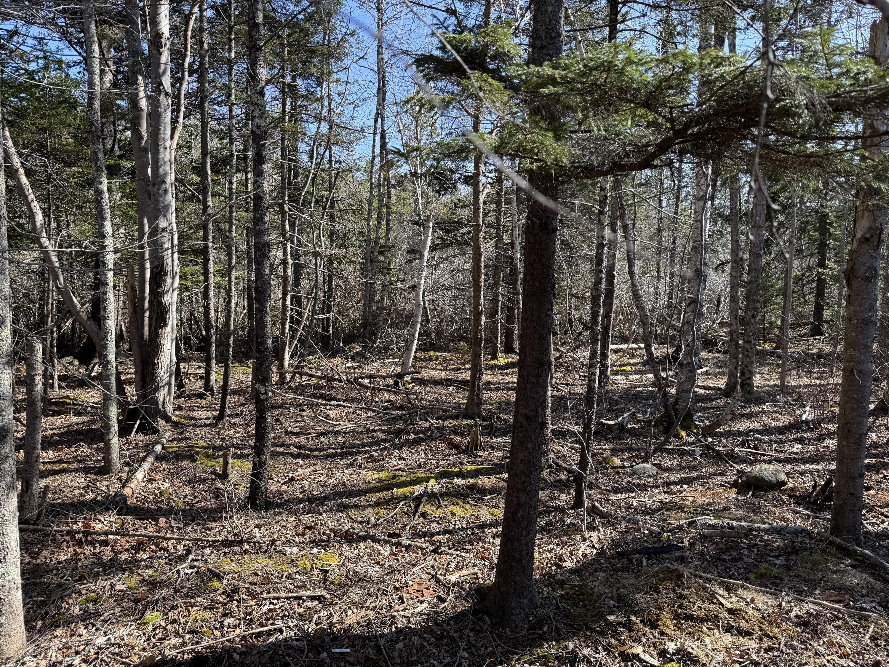148 Pendleton Point Road Islesboro, ME 04848 - Photo 13 of 44 Woods IMG_1025