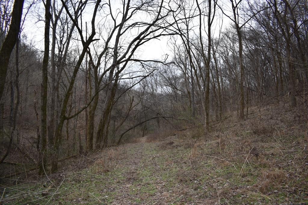 0 Carter Road Elmwood, TN 38560 - Photo 5 of 7 Gallery Image 5
