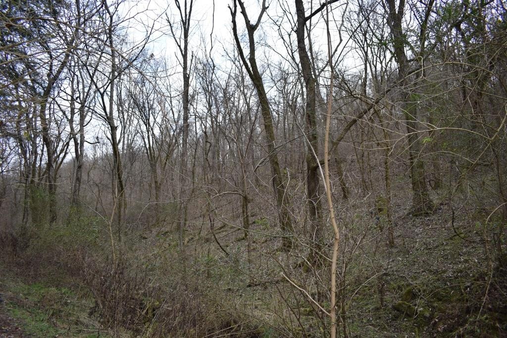 0 Carter Road Elmwood, TN 38560 - Photo 6 of 7 Gallery Image 6