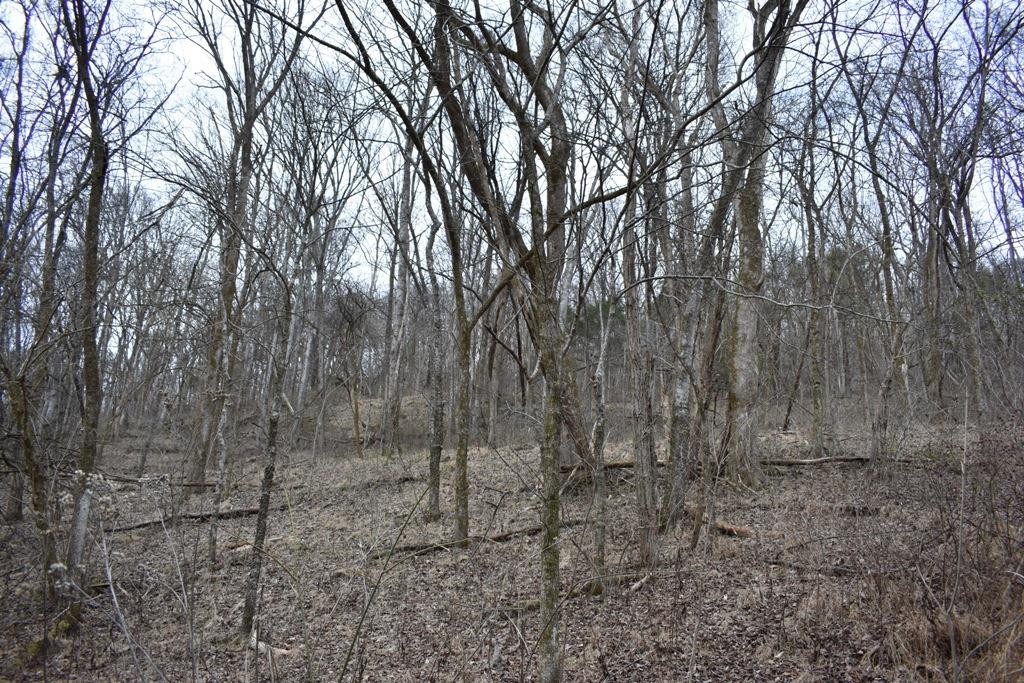 0 Carter Road Elmwood, TN 38560 - Photo 7 of 7 Gallery Image 7
