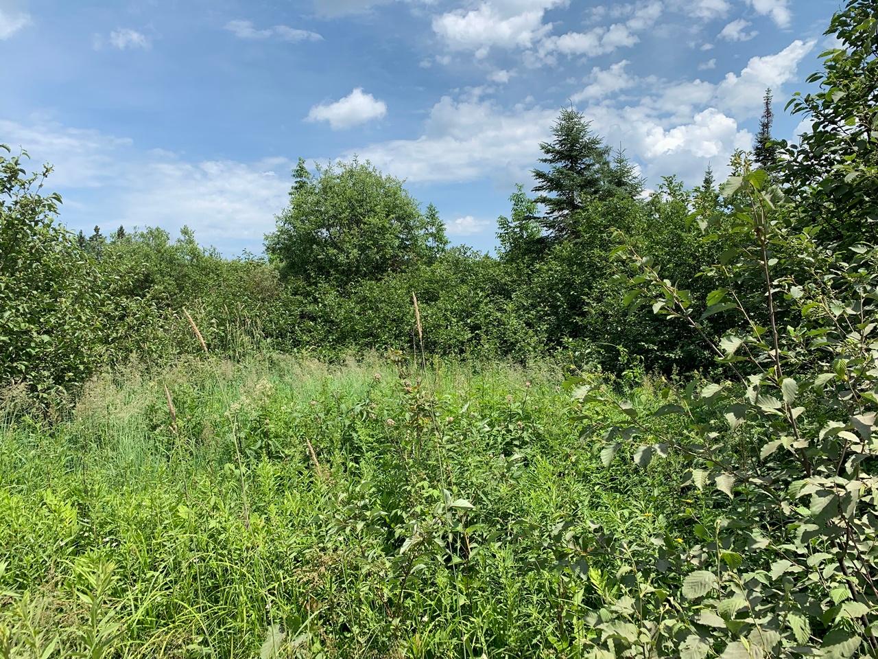 40-acres Spring Camp Road Montreal, WI 54550 - Photo 10 of 12 Gallery Image 10