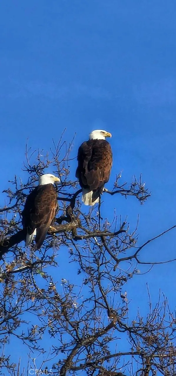 1 Interlake Road Bradley, CA 93426 - Photo 4 of 19 a backyard of a house with table and chairs