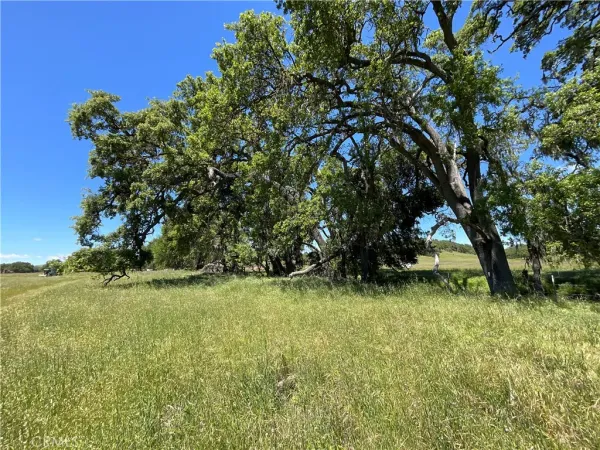 a view of a tree in a yard