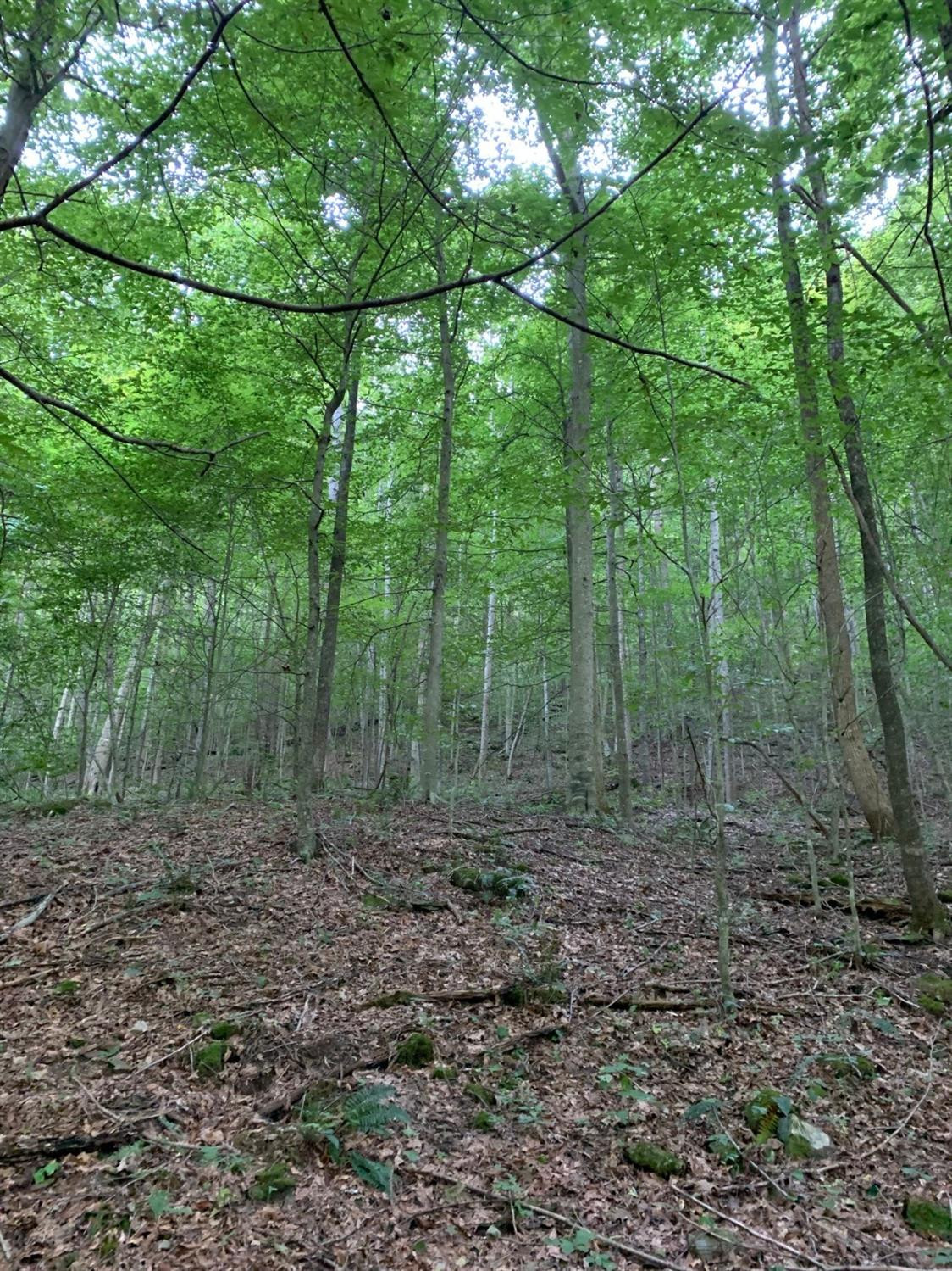 0 Upper Cane Creek Road Stanton, KY 40380 - Photo 12 of 34 Photo 12