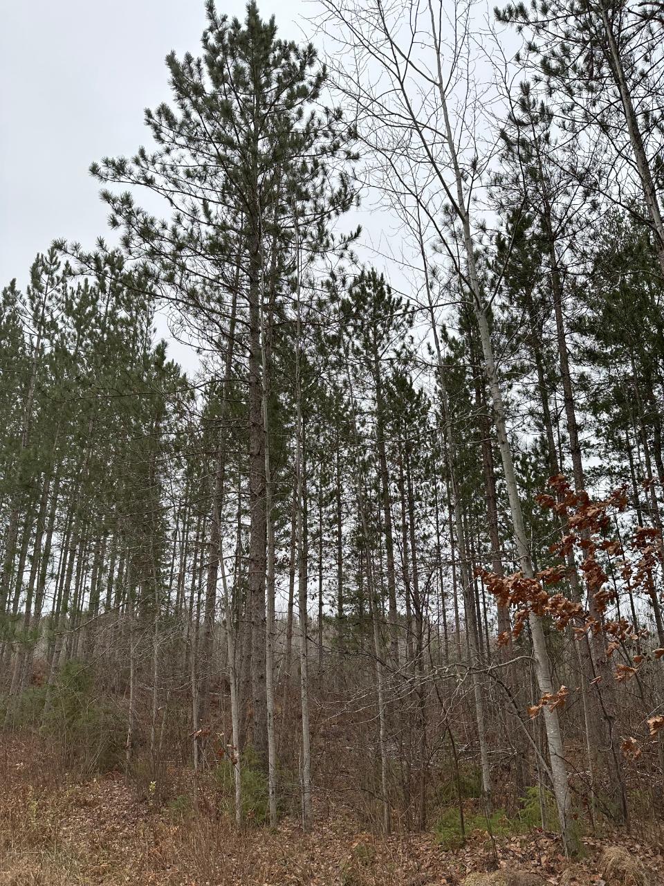 On Swamp Lake Road, Unit 40699 Tomahawk, WI 54487 - Photo 2 of 2 Gallery Image 2