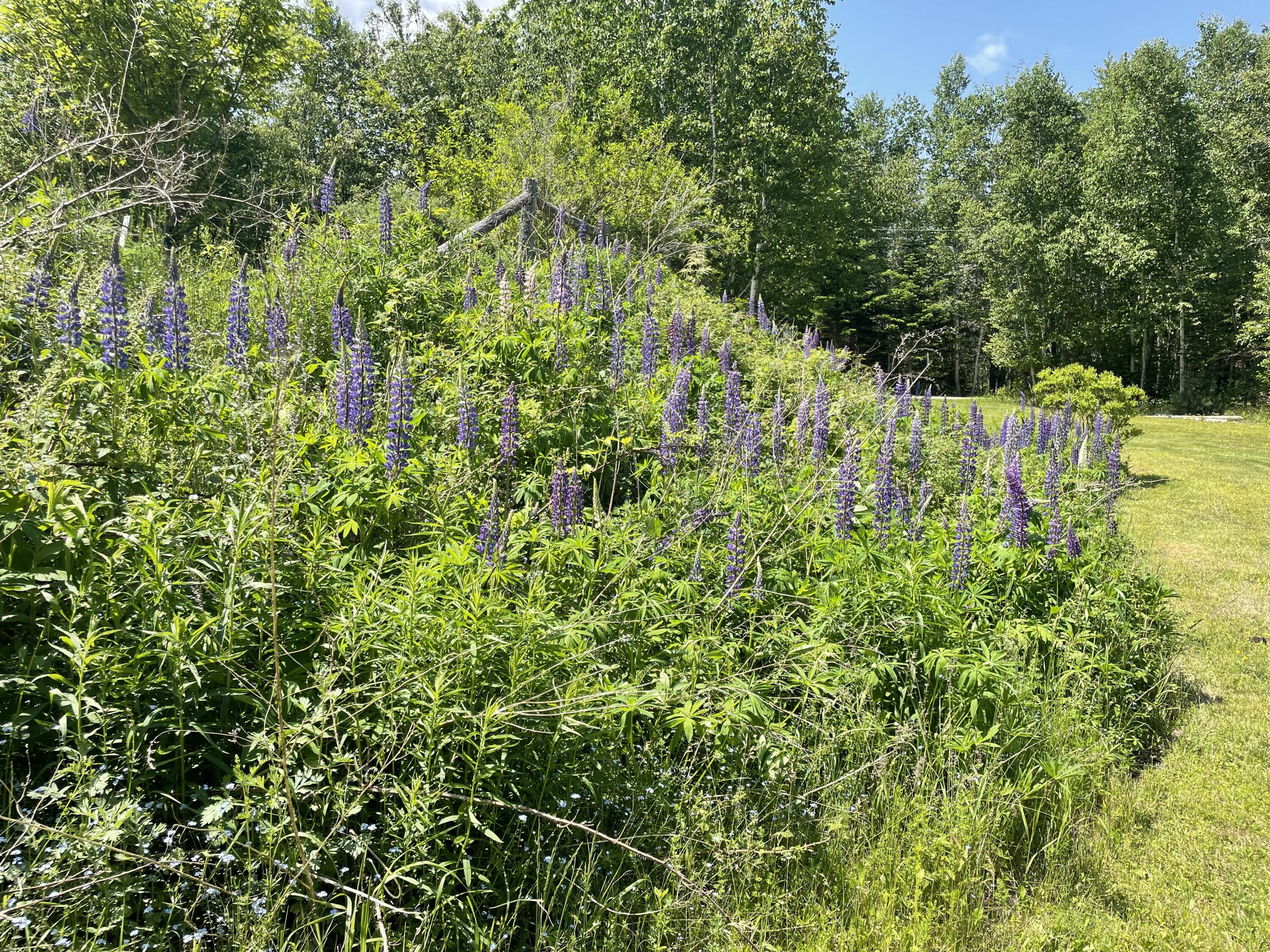 390 Castine Road