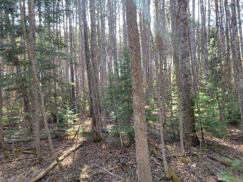 Tbd 695th Avenue Roosevelt, MN 56673 - Photo 4 of 20