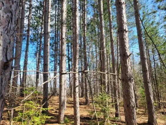 $24,900 | Tbd 695th Avenue, Roosevelt, MN 56673